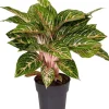 Kolbenfaden (Aglaonema 'Coco Melon') D 19 H 45 cm