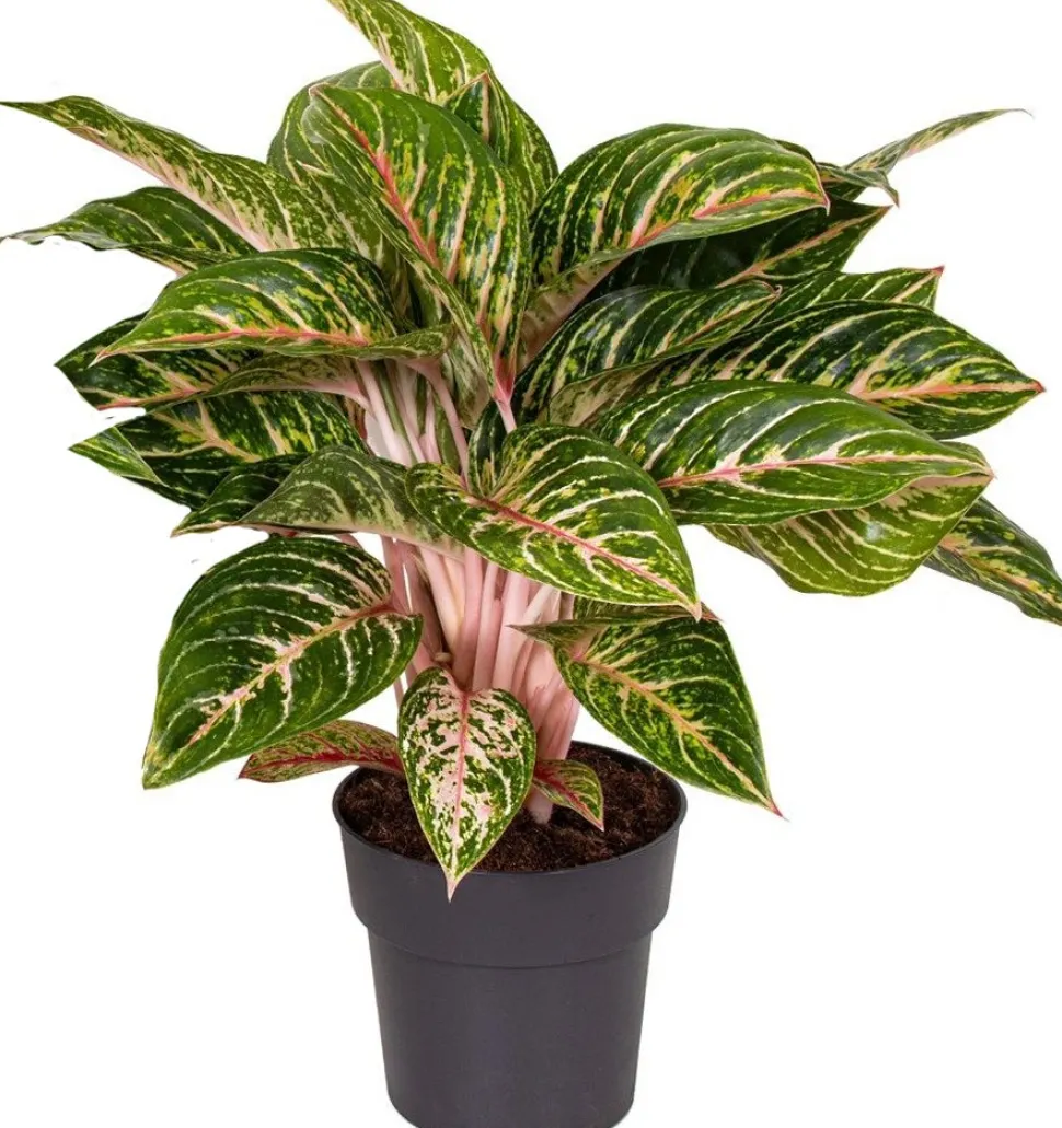 Kolbenfaden (Aglaonema 'Coco Melon') D 19 H 45 cm