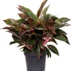 Kolbenfaden (Aglaonema 'Jungle Red') D 19 H 45 cm
