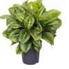 Kolbenfaden (Aglaonema 'Lemon Mint') D 19 H 45 cm