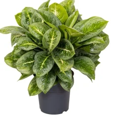 Kolbenfaden (Aglaonema 'Lemon Mint') D 19 H 45 cm