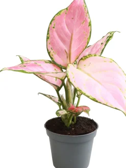 Kolbenfaden (Aglaonema 'Red Zircon') D 6 H 15 cm
