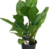 Kolbenfaden (Aglaonema 'Stripes') D 17 H 60 cm