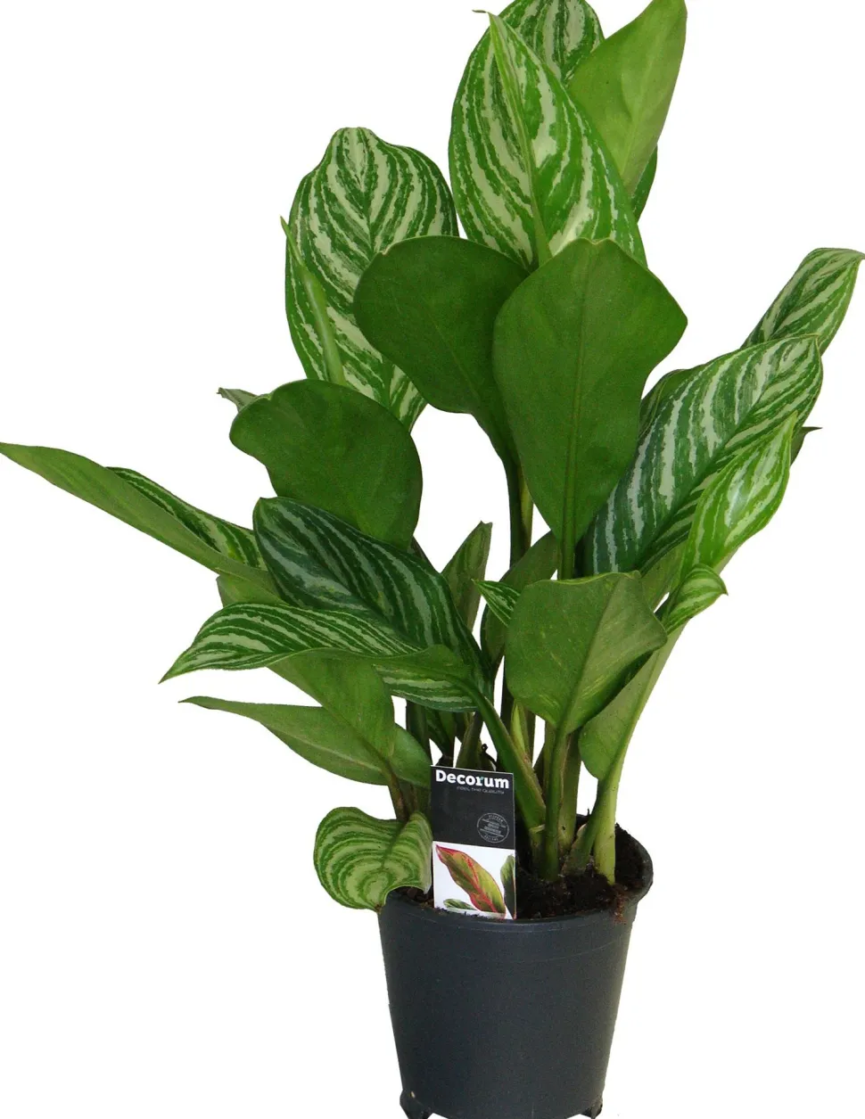 Kolbenfaden (Aglaonema 'Stripes') D 17 H 60 cm