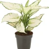 Kolbenfaden (Aglaonema 'White Joy') D 12 H 35 cm