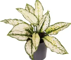 Kolbenfaden (Aglaonema 'White Kiwi') D 12 H 35 cm