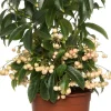 Korallenbeere (Ardisia crenata) D 14 H 40 cm