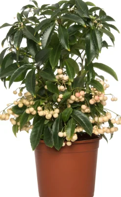 Korallenbeere (Ardisia crenata) D 14 H 40 cm