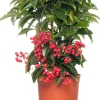 Korallenbeere (Ardisia crenata 'Bos Premium') D 14 H 40 cm