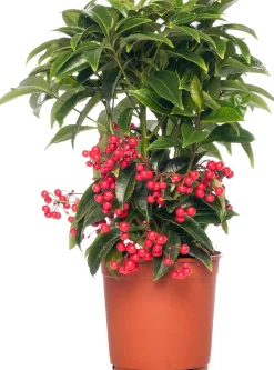 Korallenbeere (Ardisia crenata 'Bos Premium') D 14 H 40 cm