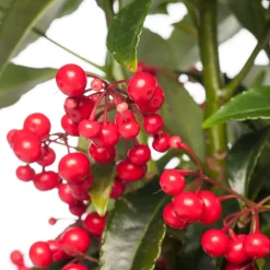 Korallenbeere (Ardisia crenata 'Bos Premium') D 14 H 40 cm