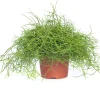 Korallenkaktus (Rhipsalis cassutha) D 10,5 H 15 cm