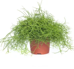 Korallenkaktus (Rhipsalis cassutha) D 10,5 H 15 cm