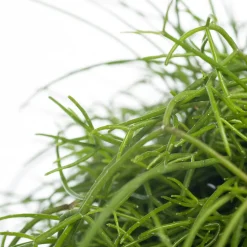 Korallenkaktus (Rhipsalis cassutha) D 10,5 H 15 cm