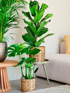 Korb Elias D 16,5 H 17 cm braun