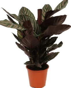 Korbmarante (Calathea sanderiana 'Ornata') D 19 H 80 cm