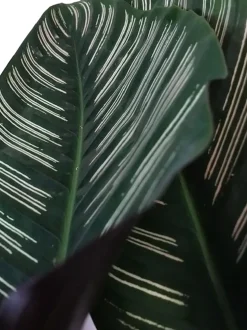 Korbmarante (Calathea sanderiana 'Ornata') D 19 H 80 cm