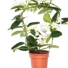 Kranzschlinge (Stephanotis floribunda) D 12 cm H 45 cm