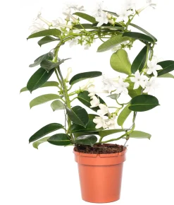 Kranzschlinge (Stephanotis floribunda) D 12 cm H 45 cm