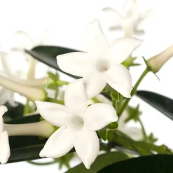 Kranzschlinge (Stephanotis floribunda) D 12 cm H 45 cm