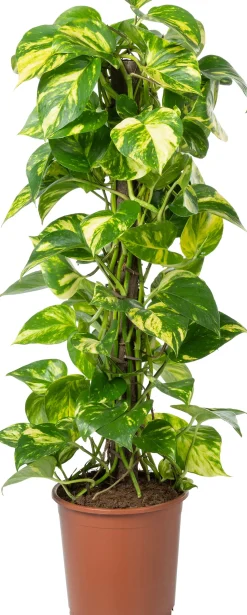 Kratiste nachhaltige Kletterstange D 4 H 75 cm