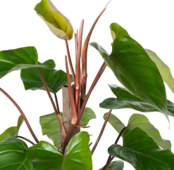 Kratiste nachhaltige Kletterstange D 4 H 50 cm