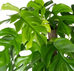 Kratiste nachhaltige Kletterstange D 4 H 50 cm