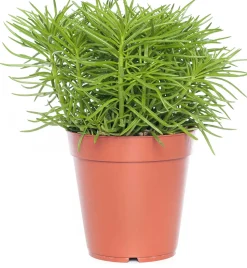 Kreuzkraut (Senecio archeri 'Himalaya') D 12 cm H 15 cm