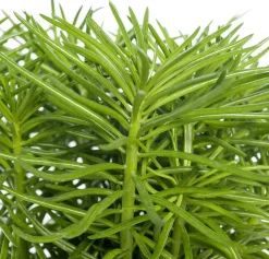 Kreuzkraut (Senecio archeri 'Himalaya') D 12 cm H 15 cm