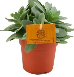 Kreuzkraut (Senecio cephalophorus) D 10,5 H 15 cm