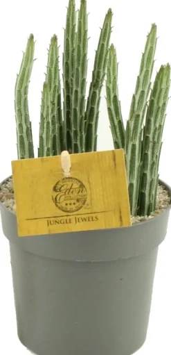 Kreuzkraut (Senecio stapiloformis) D 10,5 H 15 cm