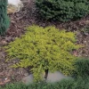 Kriechender Wacholder (Juniperus horizontalis 'Golden Carpet')