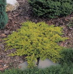 Kriechender Wacholder (Juniperus horizontalis 'Golden Carpet')