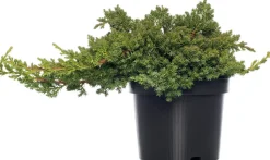 Kriechender Wacholder (Juniperus procumbens 'Nana') D 17 H 20 cm