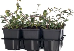 Kriechmispel (Cotoneaster Dammeri)