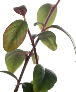 Kriechmispel (Cotoneaster Dammeri)