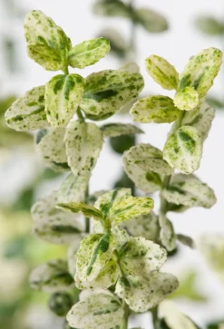 Kriechspindel (Euonymus fortunei 'Silverstone')