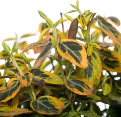 Kriechspindel (Euonymus Fortunei Emerald 'N Gold) D 9 cm