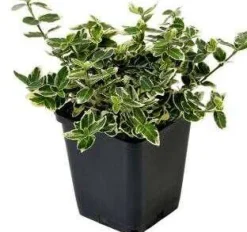 Kriechspindel (Euonymus Fortunei Emerald Gaiety)