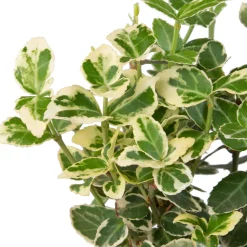 Kriechspindel (Euonymus Fortunei Emerald Gaiety)