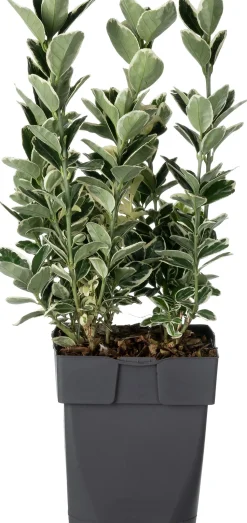 Kriechspindel (Euonymus japonicus 'Kathy') D 17 H 45 cm