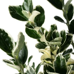 Kriechspindel (Euonymus japonicus 'Kathy') D 17 H 45 cm