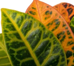 Kroton (Codiaeum variegatum 'Petra') D 19 cm H 65 cm