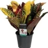 Kroton (Codiaeum variegatum 'Petra') D 12 H 30 cm