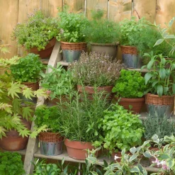 Kräuter Mix 6 Pflanzen