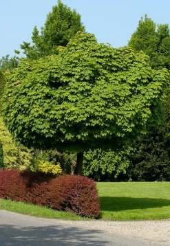Kugelahorn (Acer platanoides 'Globosum') D 33 H 210 cm