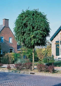 Kugelakazie (Robinia Pseudoacacia ‘Umbraculifera’)