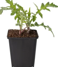 Kugeldistel (Echinops ritro) D 21 H 30 cm