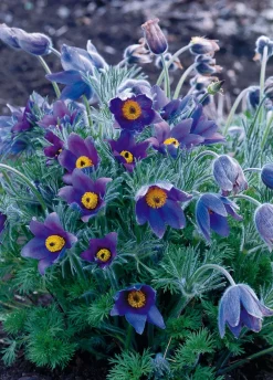 Kuhschelle (Pulsatilla vulgaris) D 9 H 5 cm