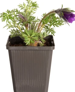 Kuhschelle (Pulsatilla vulgaris) D 9 H 5 cm